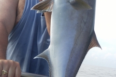 Amberjack